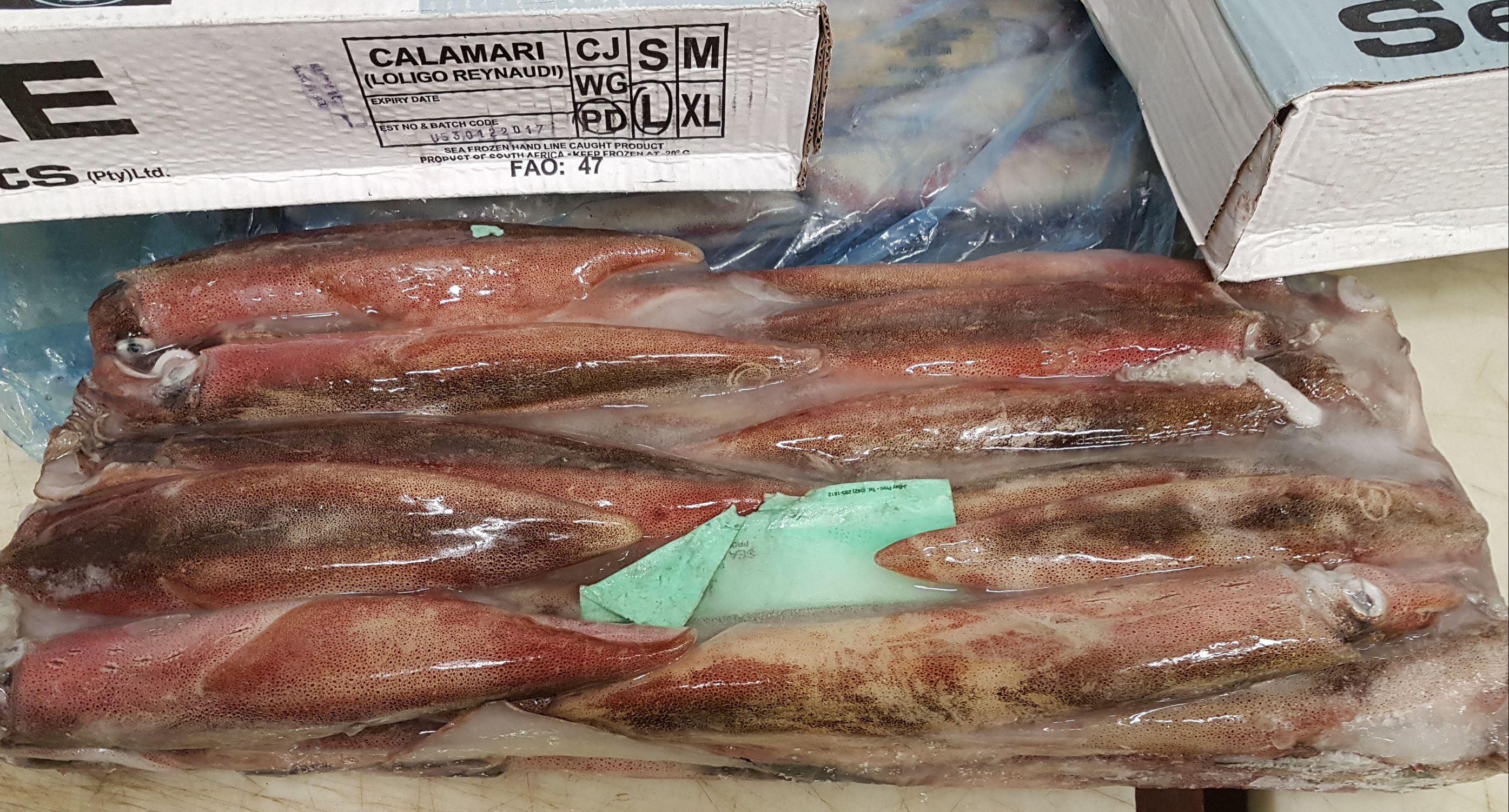 CALAMARI SUDAFRICA L