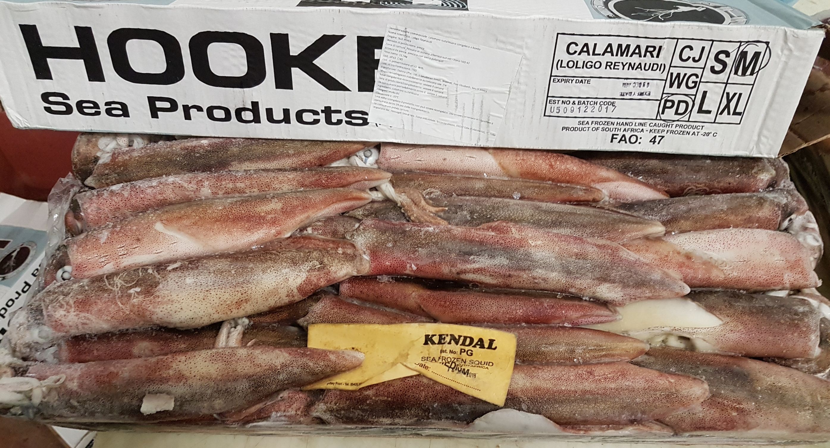 CALAMARI SUDAFRICA M