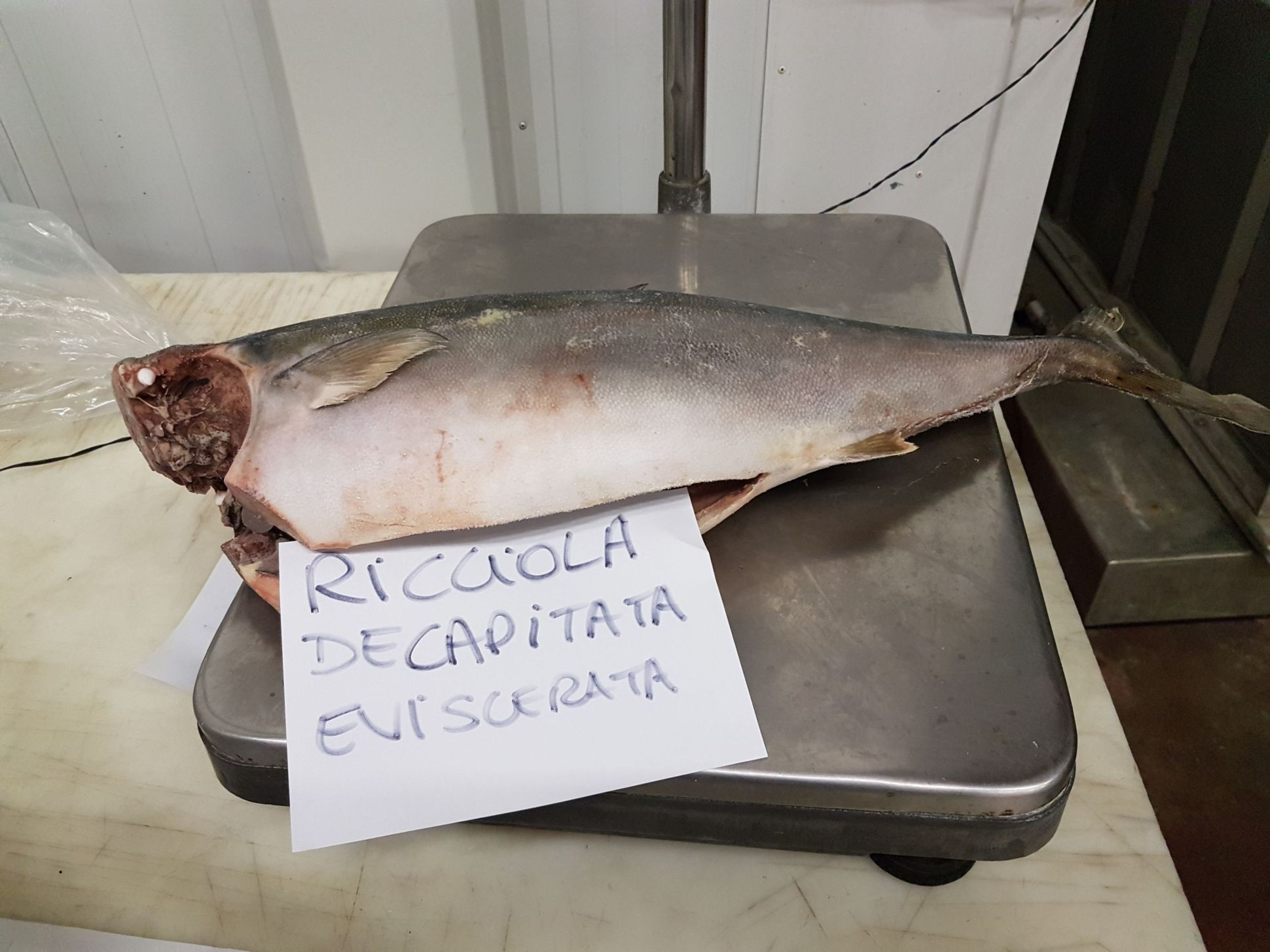 RICCIOLA DECPITATA EVISCERATA